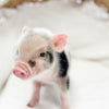 XXS - 01-16-25 - Captain Crunch - Male - Juliana Mini Pig