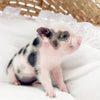 XXS - 01-16-25 - Prince Jellybean - Male - Juliana Mini Pig