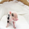 XXS - 01-14-25 - Sir Bagel - Male - Juliana Mini Pig