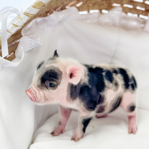 XXS - 01-16-25 - Lady Licorice - Female - Juliana Mini Pig