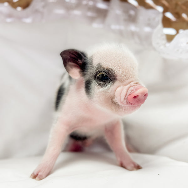 XXS - 01-16-25 - Prince Jellybean - Male - Juliana Mini Pig