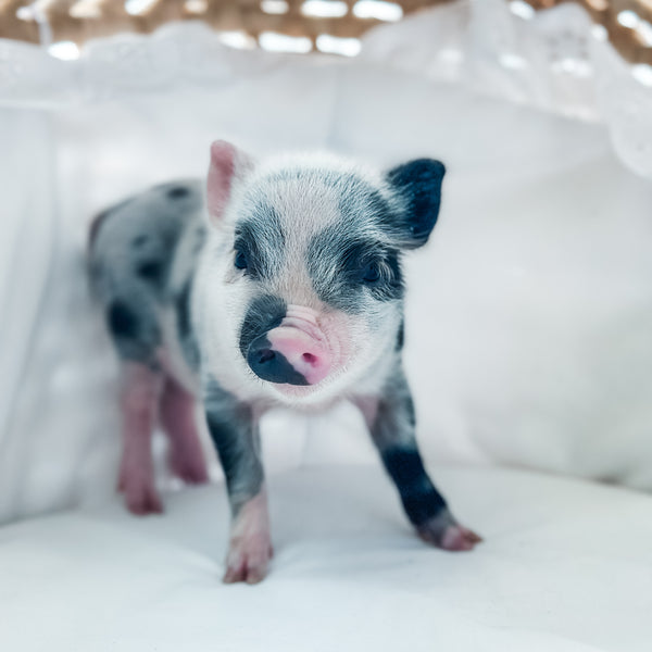 XXS - 01-02-25 - Captain Waffles - Male - Juliana Mini Pig