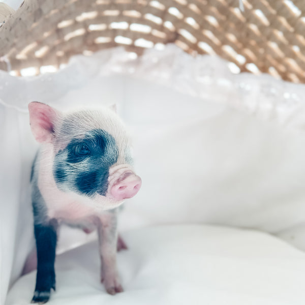 XXS - 01-02-25 - Sir Pepper - Male - Juliana Mini Pig