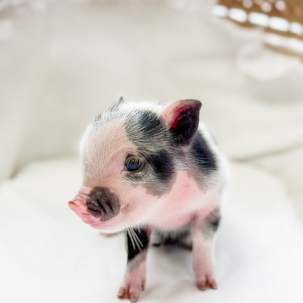 XXS - 01-16-25 - Madam Moonpie - Female - Juliana Mini Pig