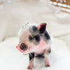 XXS - 01-16-25 - Madam Moonpie - Female - Juliana Mini Pig