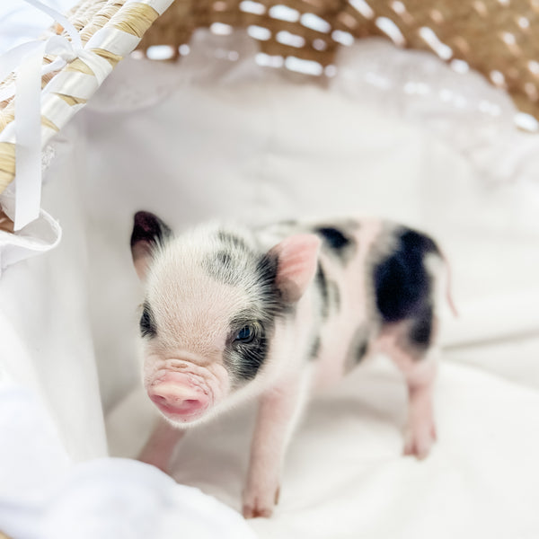 XXS - 01-16-25 - Prince Jellybean - Male - Juliana Mini Pig