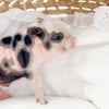 XXS - 01-16-25 - Prince Jellybean - Male - Juliana Mini Pig