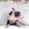 XXS - 01-14-25 - Princess Pudding - Female - Juliana Mini Pig