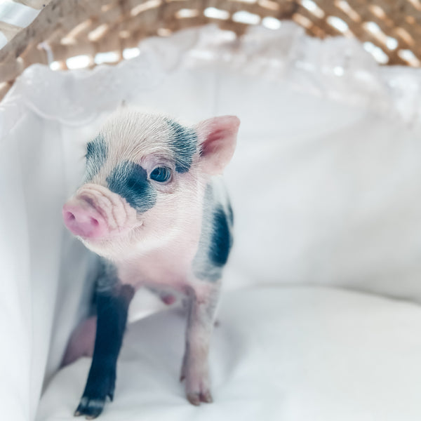 XXS - 01-02-25 - Sir Pepper - Male - Juliana Mini Pig