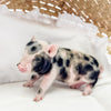 XXS - 01-16-25 - Colonel Cheerio  - Male - Juliana Mini Pig