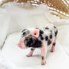 XXS - 01-16-25 - Colonel Cheerio  - Male - Juliana Mini Pig