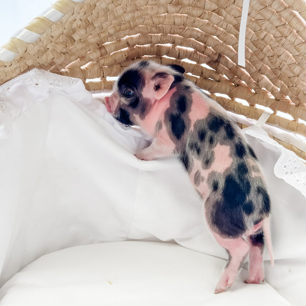 XXS - 01-16-25 - Major Milkshake - Male - Juliana Mini Pig