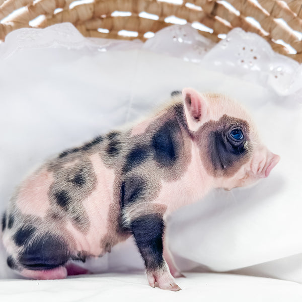 XXS - 01-14-25 - Princess Pudding - Female - Juliana Mini Pig