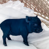 MXXS - 01-02-25 - Lady Latte - Female - Juliana Mini Pig