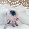 XXS - 01-02-25 - Mr. Macaroni - Male - Juliana Mini Pig