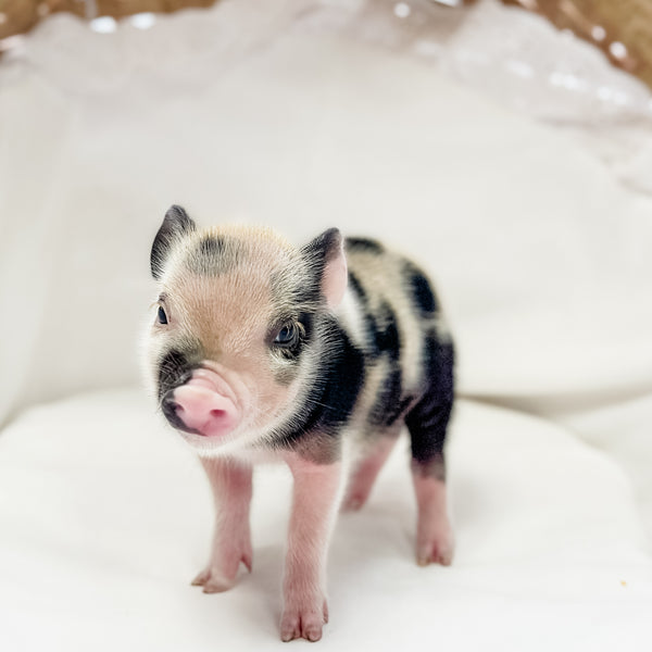 XXS - 01-14-25 - Queen Skittles - Female - Juliana Mini Pig