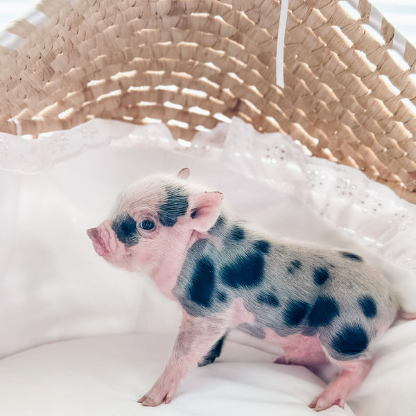 XXS - 01-02-25 - Sir Pepper - Male - Juliana Mini Pig