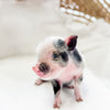 XXS - 01-16-25 - Madam Moonpie - Female - Juliana Mini Pig