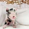 XXS - 01-16-25 - Colonel Cheerio  - Male - Juliana Mini Pig