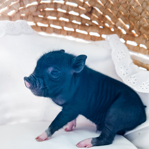 XXS - 01-02-25 - Prince Biscuit - Male - Juliana Mini Pig