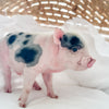 XXS - 01-02-25 - Mr. Macaroni - Male - Juliana Mini Pig