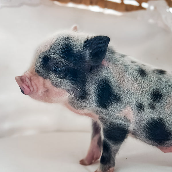 XXS - 01-02-25 - Captain Waffles - Male - Juliana Mini Pig