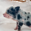 XXS - 01-02-25 - Captain Waffles - Male - Juliana Mini Pig