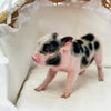 XXS - 01-16-25 - King Kool-Aid - Male - Juliana Mini Pig