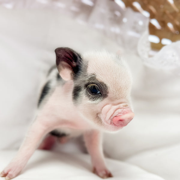 XXS - 01-16-25 - Prince Jellybean - Male - Juliana Mini Pig