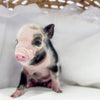 XXS - 01-14-25 - Princess Pudding - Female - Juliana Mini Pig