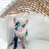 XXS - 01-02-25 - Sir Pepper - Male - Juliana Mini Pig