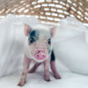 XXS - 01-02-25 - Mr. Macaroni - Male - Juliana Mini Pig