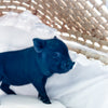 MXXS - 01-02-25 - Lady Latte - Female - Juliana Mini Pig