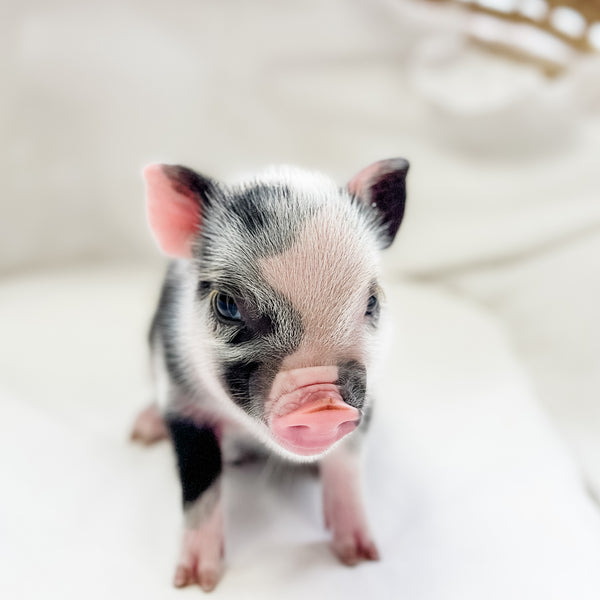 XXS - 01-16-25 - Madam Moonpie - Female - Juliana Mini Pig