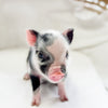 XXS - 01-16-25 - Madam Moonpie - Female - Juliana Mini Pig